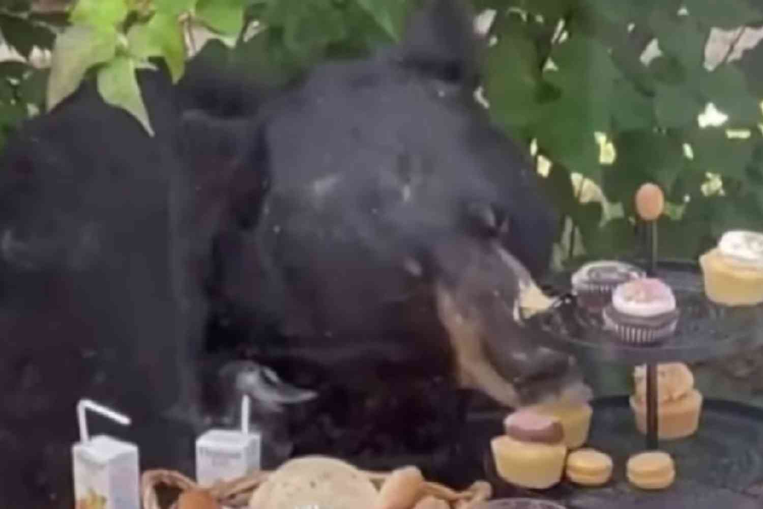 Watch This Bear Crash A Toddler s Birthday Party And Eat All The 