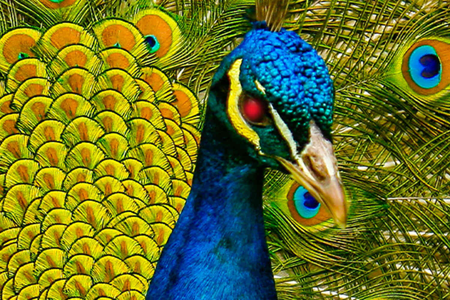 Thumbnail for Peacock feathers can now apparently shoot laser beams, scientists say
