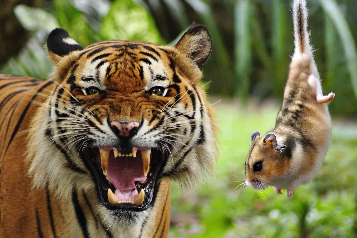 Thumbnail for Zoo asks people to donate small pets to help keep the animals fed