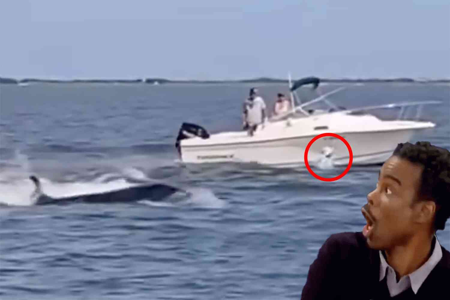 Thumbnail for Whale dies in New Jersey bay after ramming into boat, sending man overboard