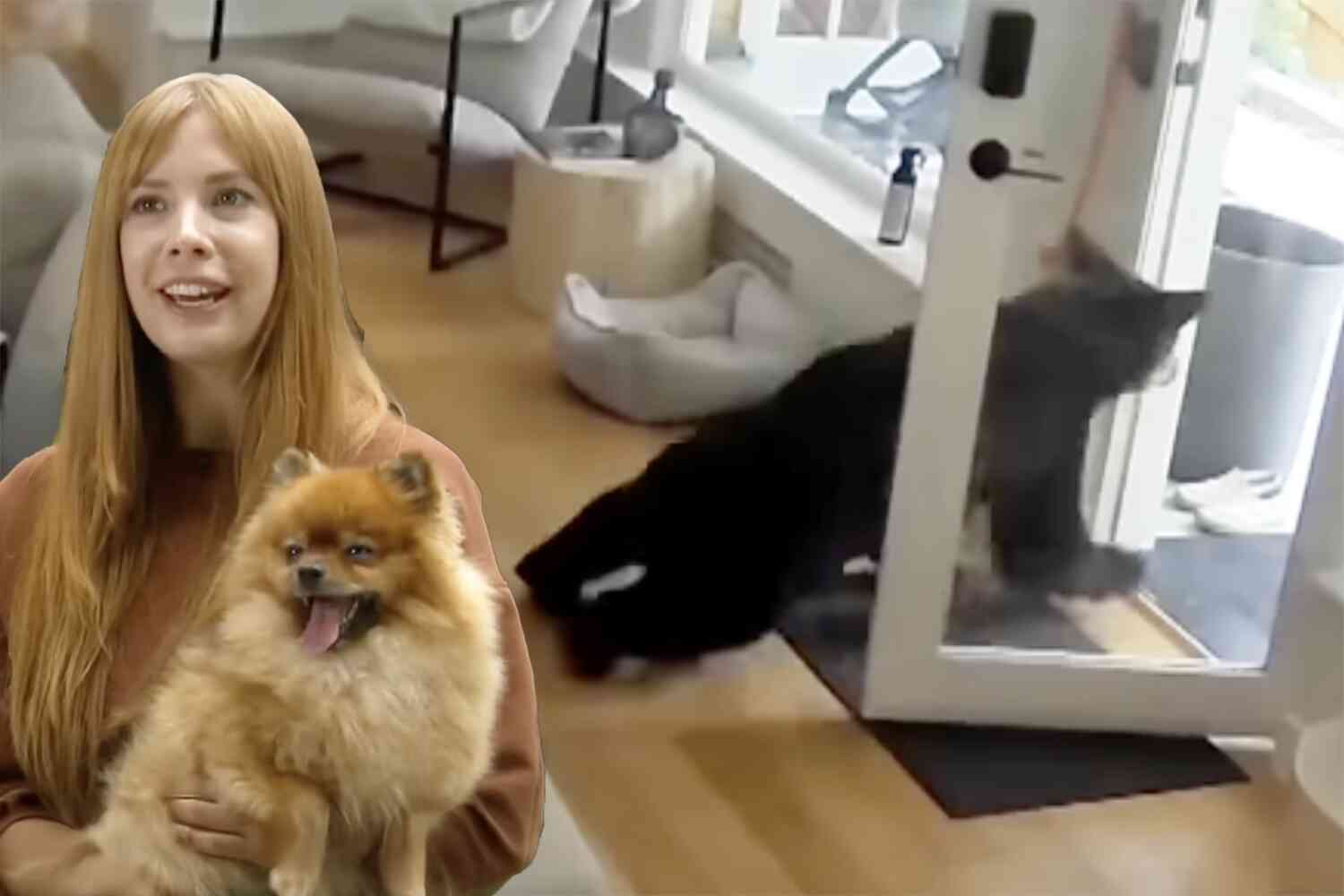 Thumbnail for Watch: Bear Chased Out Of Home By Angry Pomeranian