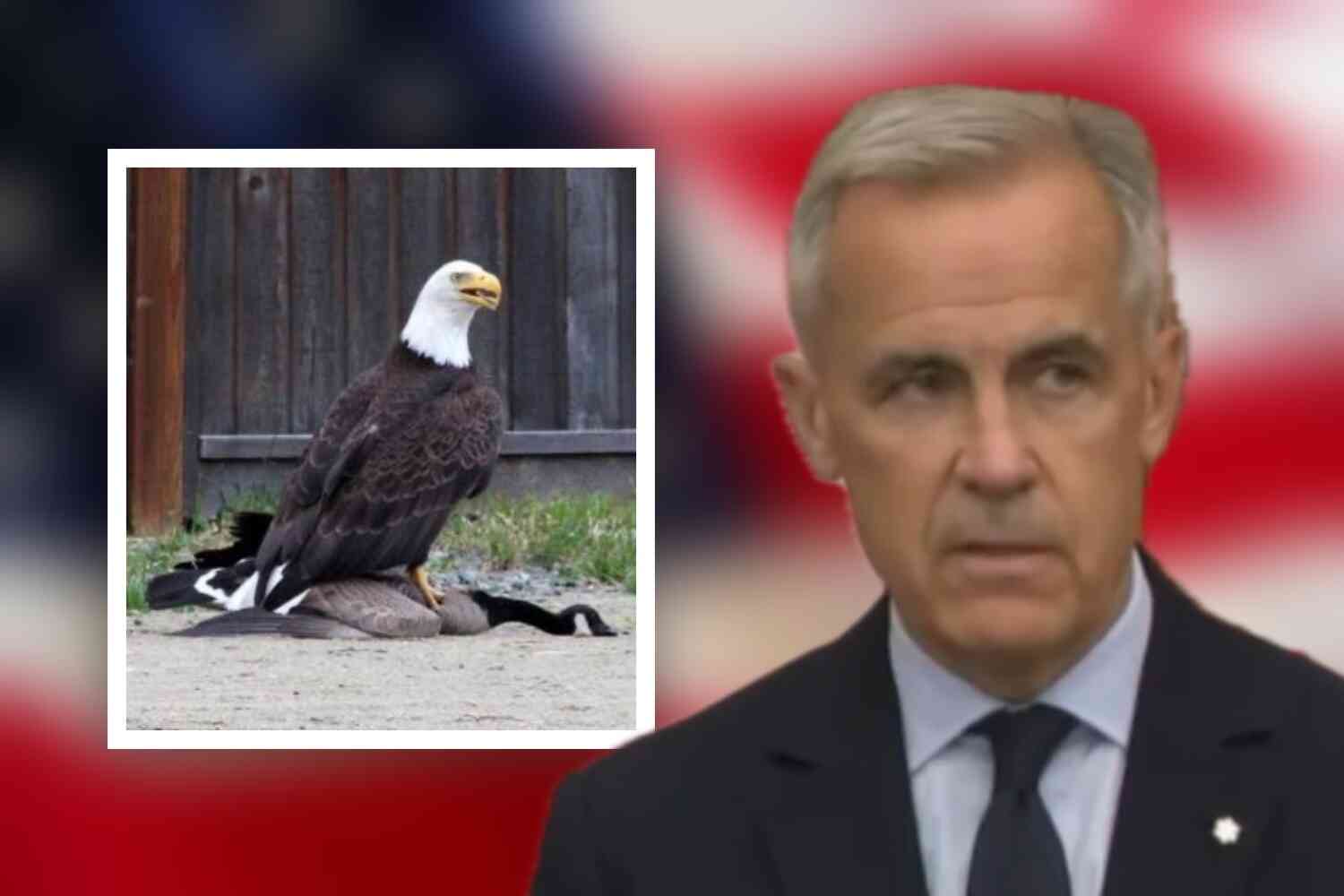 Thumbnail for Canada to drop retaliatory tariffs on US