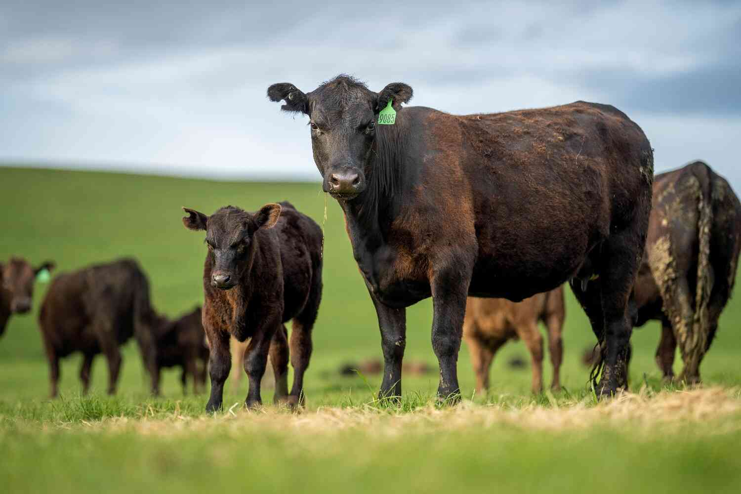 Thumbnail for Cattle industry insiders say beef prices aren’t coming down anytime soon. Come see why. 😭