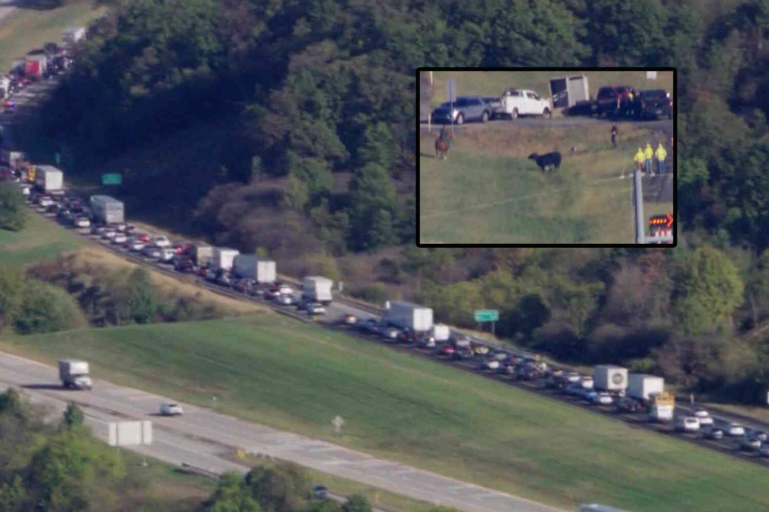 Thumbnail for Wayward cow causes miles-long backup on Pennsylvania highway