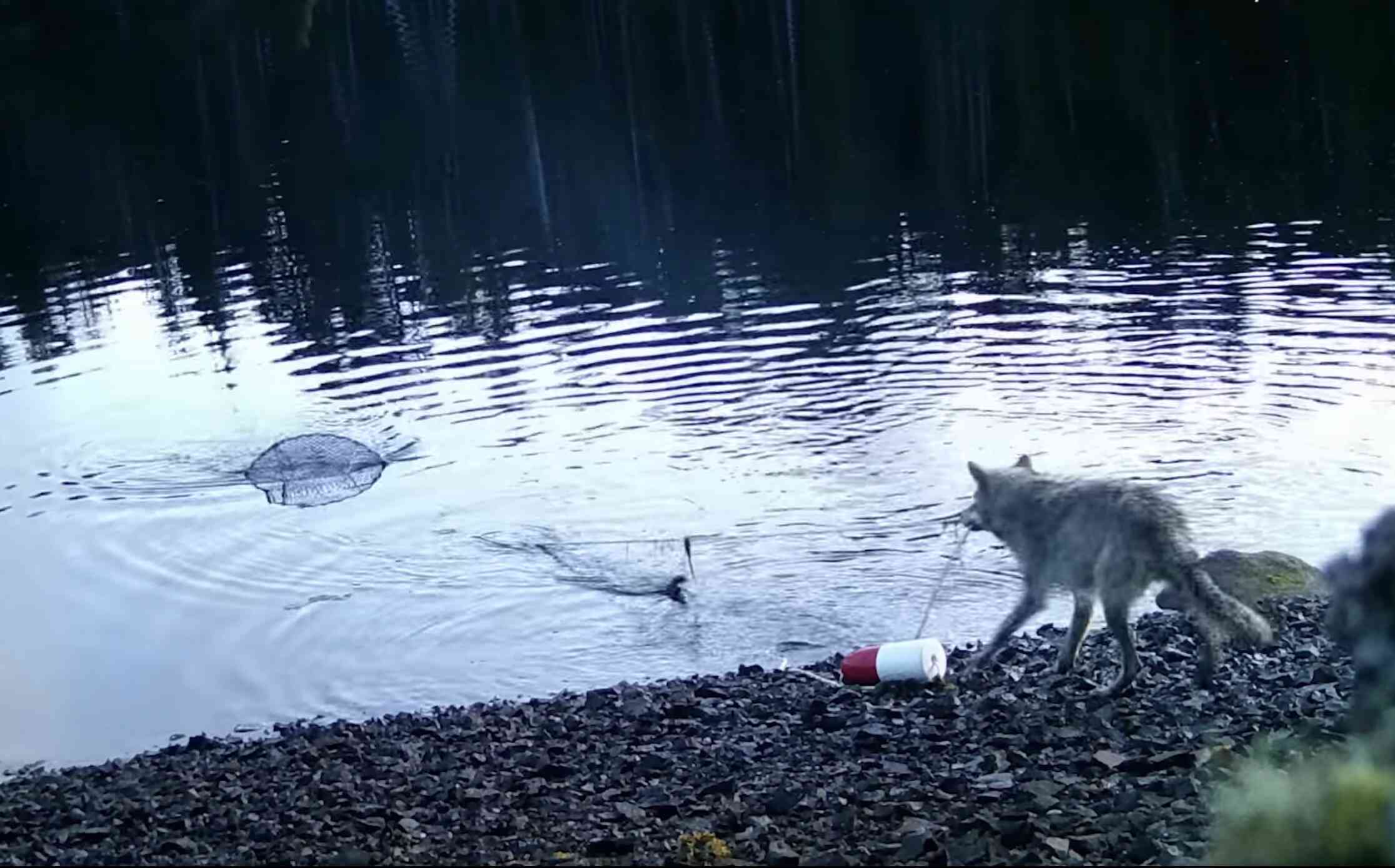 Thumbnail for Fishermen wanted to catch whoever was looting their underwater crab traps in the act. It was wolves.