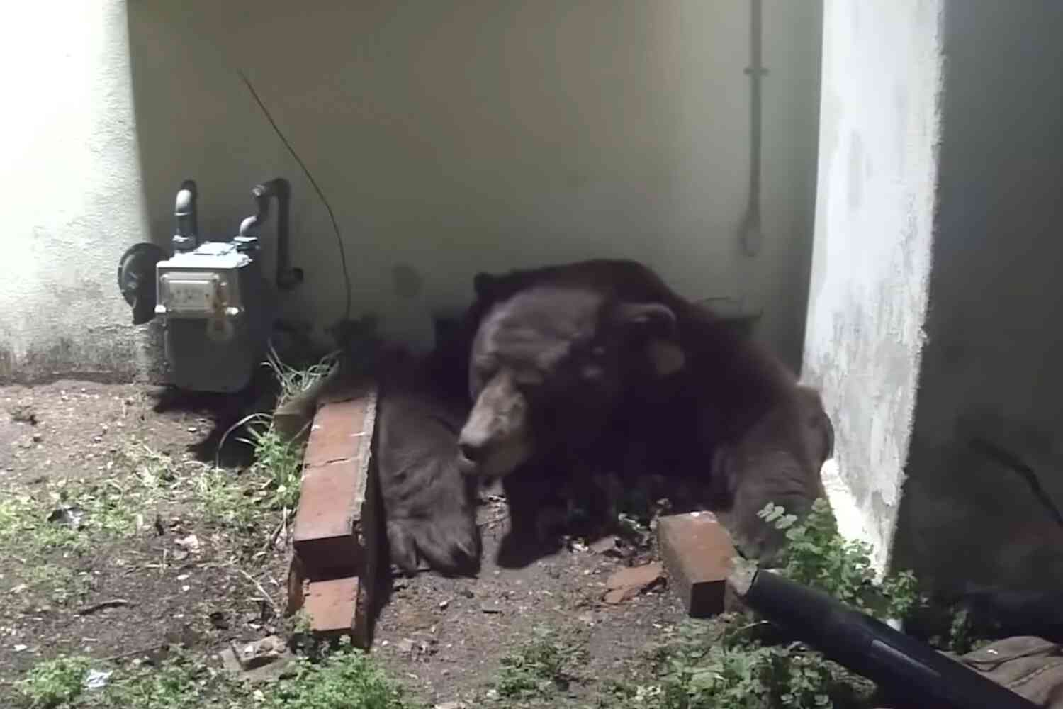 Thumbnail for UPDATE: California man with black bear living under his house threatens to sue the state because they won't remove the animal